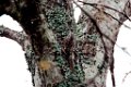 Brown Creeper